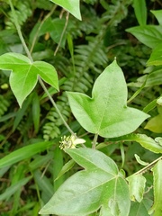 Passiflora suberosa