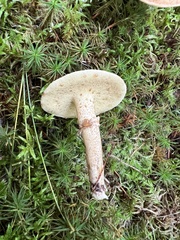 Suillus acidus