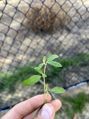 Atriplex semibaccata