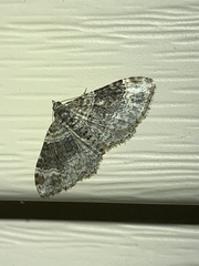 Xanthorhoe ferrugata