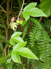 Passiflora suberosa