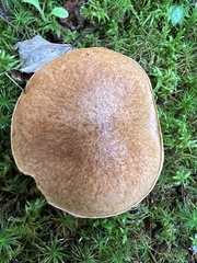 Suillus acidus