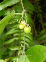 Passiflora suberosa