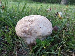 Lycoperdon utriforme