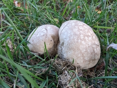 Lycoperdon utriforme