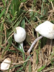Leucocoprinus cepistipes