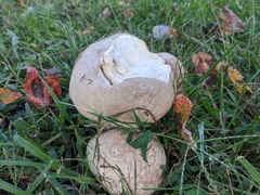 Lycoperdon utriforme