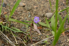 Phacelia linearis