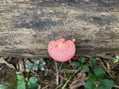 Rhodotus palmatus