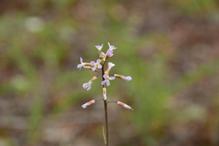 Boechera retrofracta