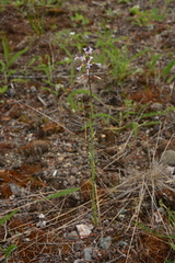 Boechera retrofracta