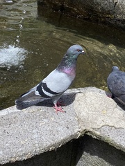 Columba livia