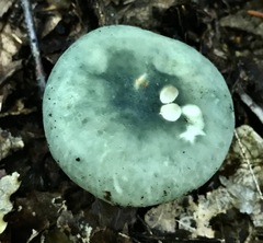 Russula crustosa