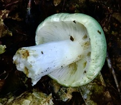 Russula crustosa