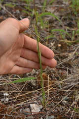 Boechera retrofracta
