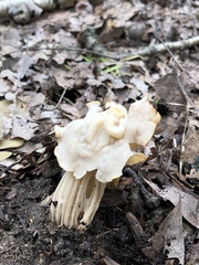 Helvella crispa