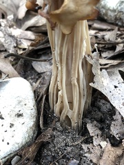 Helvella crispa