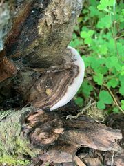 Ganoderma applanatum