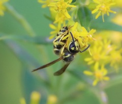 Vespula maculifrons