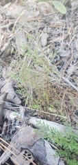 Lechea tenuifolia