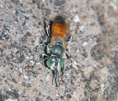 Tachytes