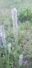 Liatris elegans
