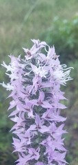 Liatris elegans