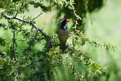 Saltator aurantiirostris