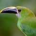 Southern Emerald-Toucanet - Photo (c) merchanangel, some rights reserved (CC BY-NC)
