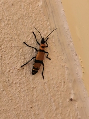 Chauliognathus nigrocinctus
