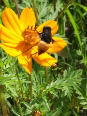 Esenbeckia