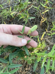 Crotalaria sagittalis