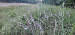 Liatris elegans