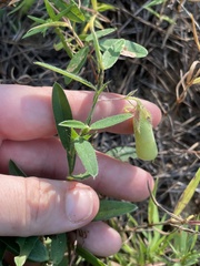 Crotalaria sagittalis