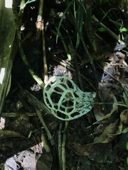 Clathrus chrysomycelinus