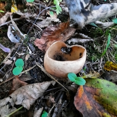 Humaria hemisphaerica