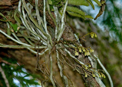 Dendrophylax porrectus