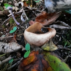 Humaria hemisphaerica