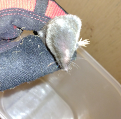 Blarina carolinensis