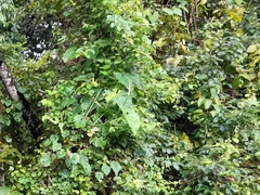 Philodendron jacquinii