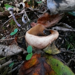 Humaria hemisphaerica