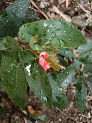 Begonia coccinea