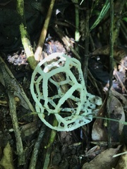 Clathrus chrysomycelinus