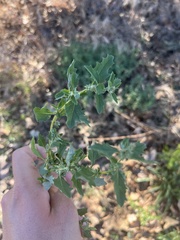 Atriplex suberecta