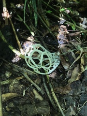 Clathrus chrysomycelinus