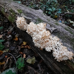Hericium
