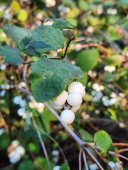 Symphoricarpos albus