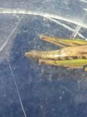 Pseudochorthippus montanus