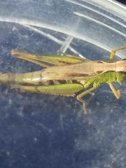 Pseudochorthippus montanus