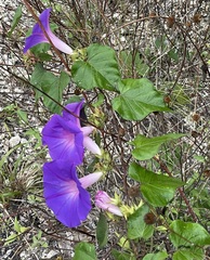 Ipomoea mitchelliae